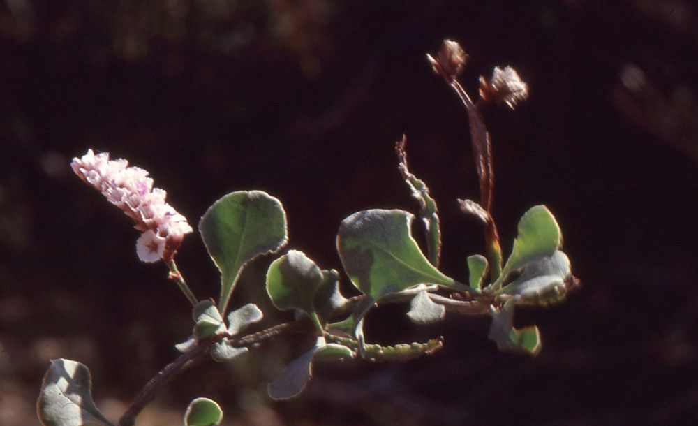 Limonium mucronatum habit