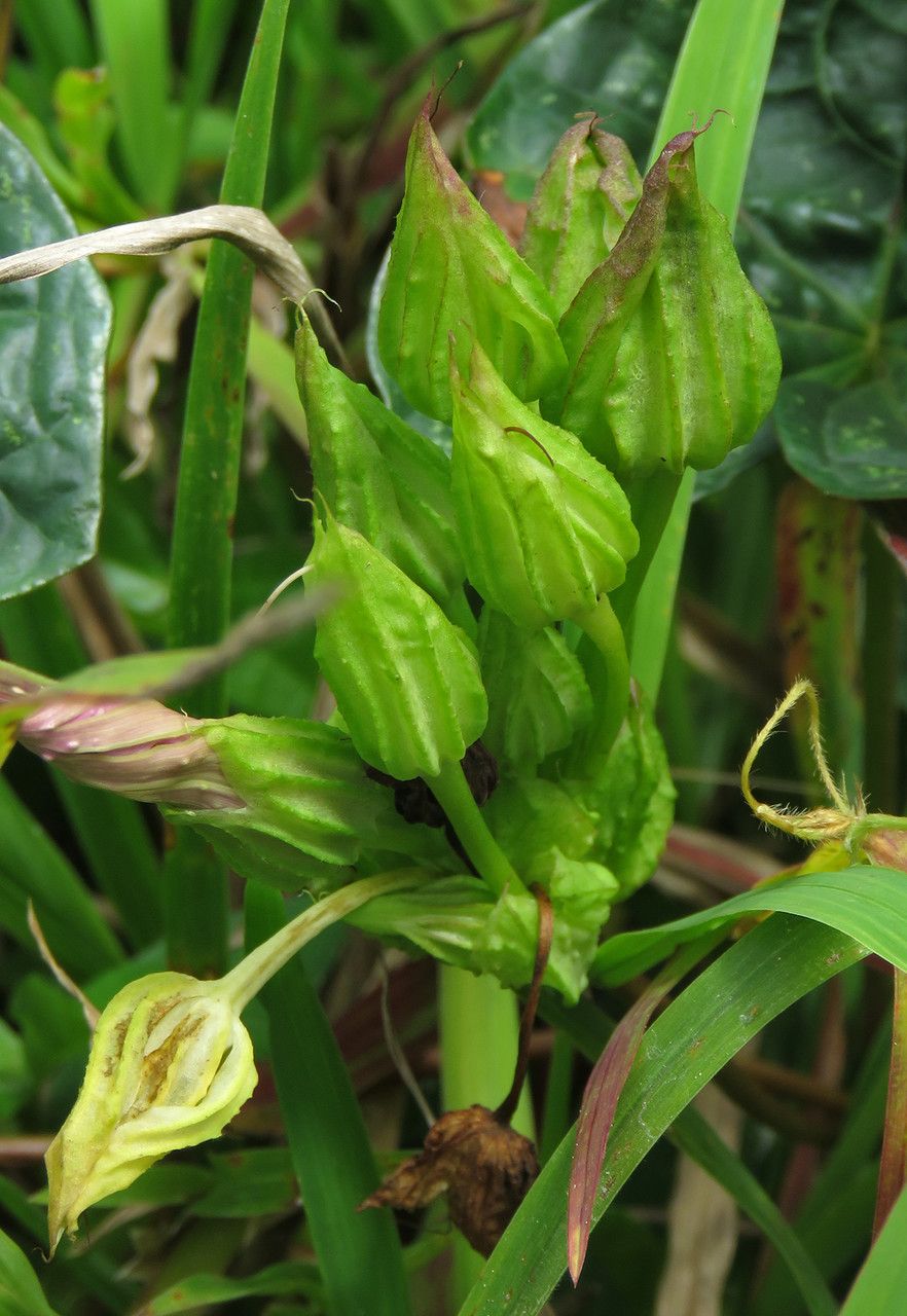 Ipomoea setifera other