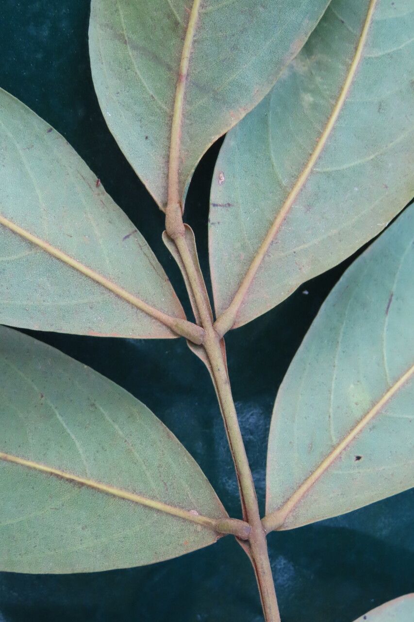 Swartzia nicaraguensis leaf