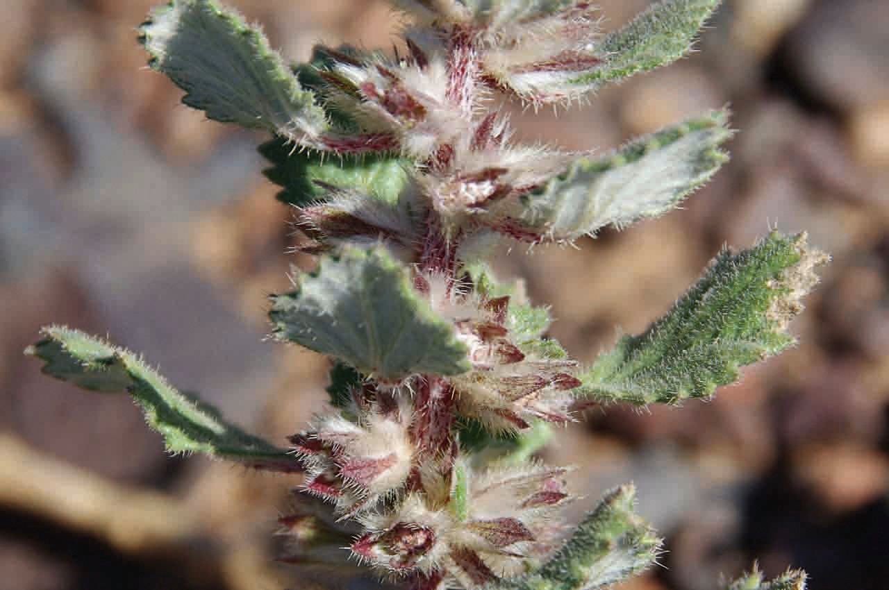 Forsskaolea tenacissima fruit