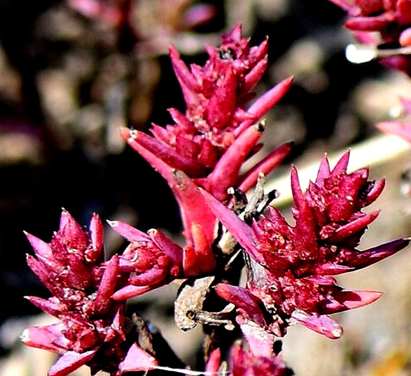 Suaeda calceoliformis