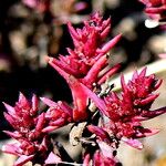 Suaeda calceoliformis