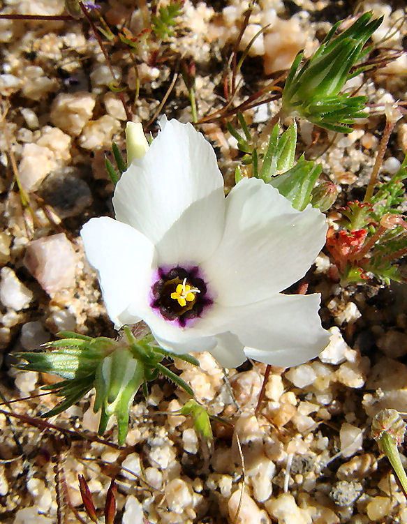 Linanthus parryae — search result for 'Phlox'
