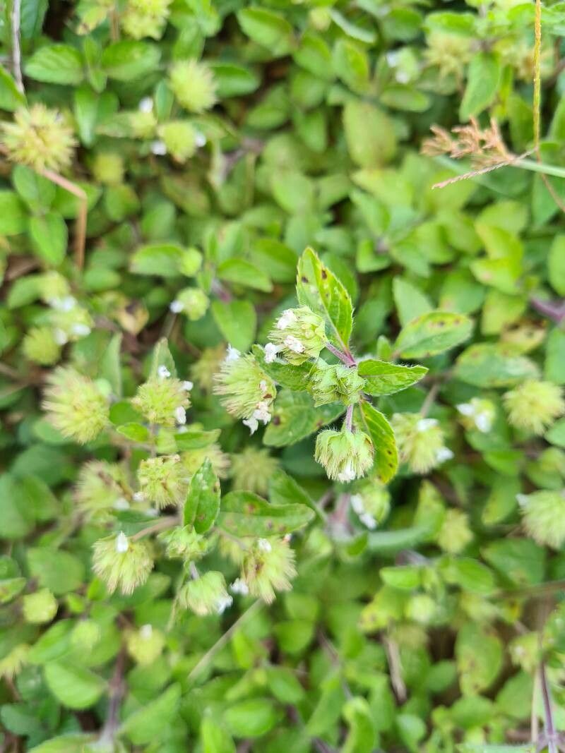 Hyptis atrorubens bark