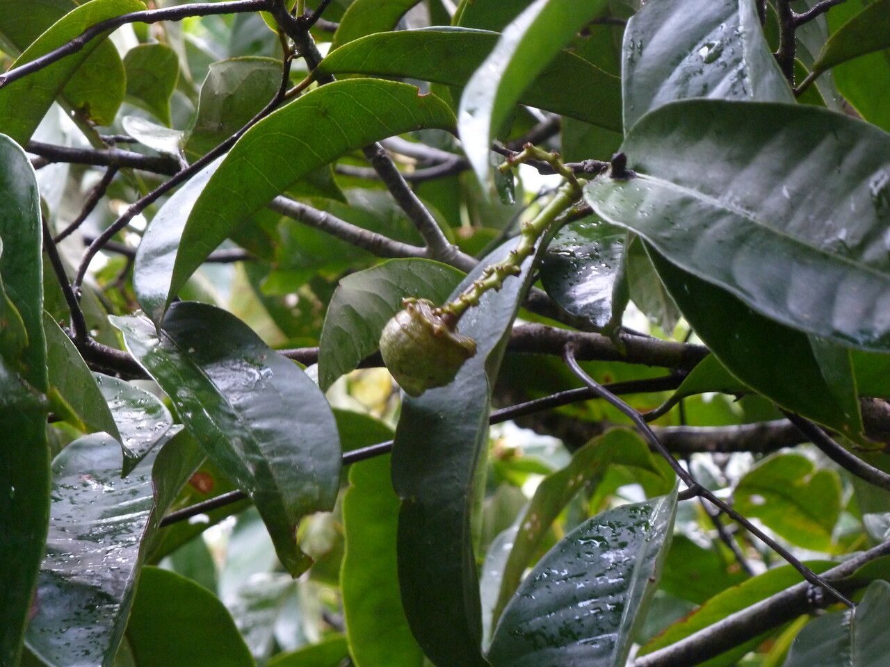Eschweilera coriacea fruit