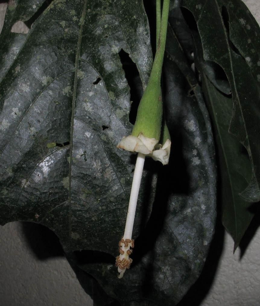 Quararibea pendula flower