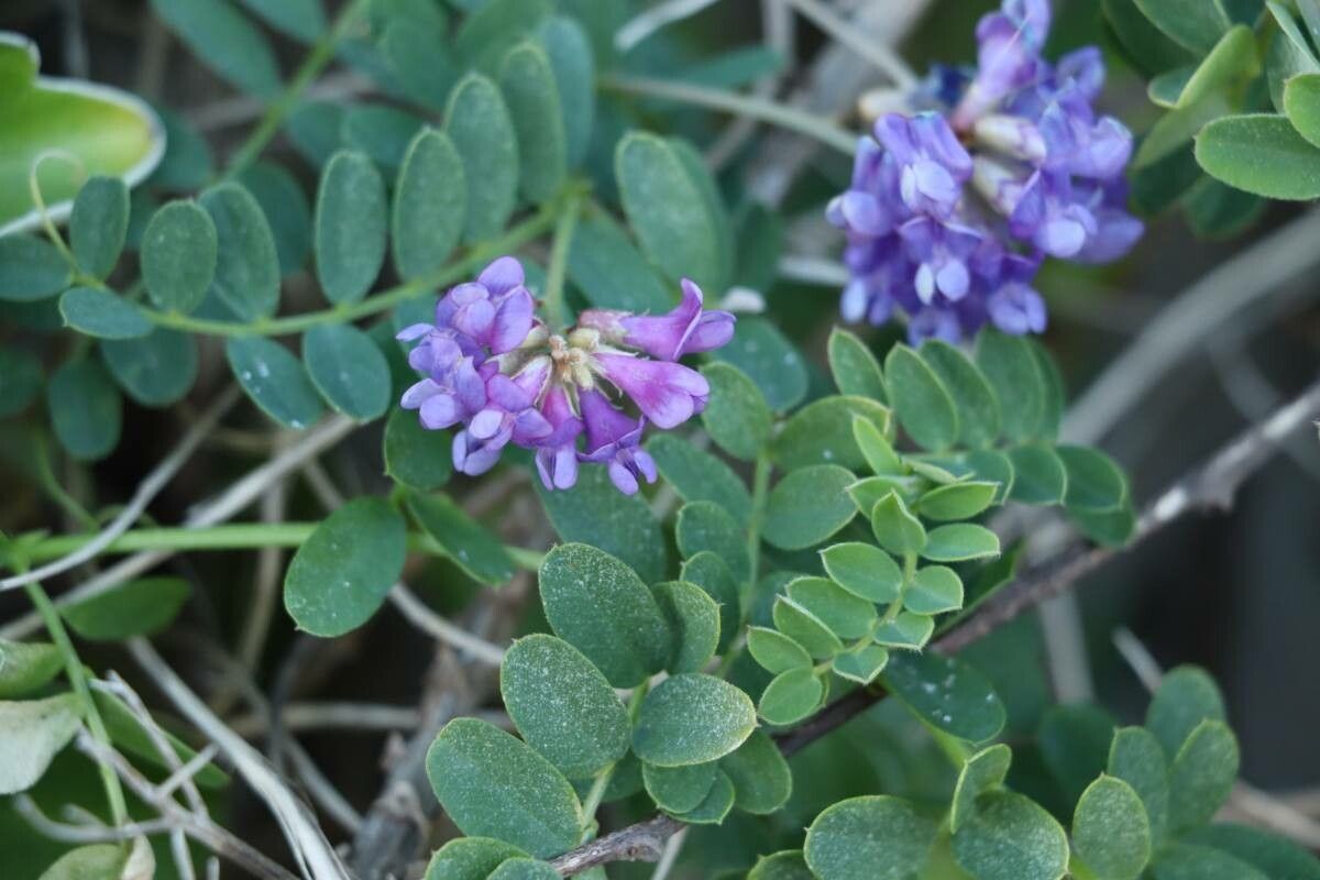 Vicia japonica — houseplant care guide