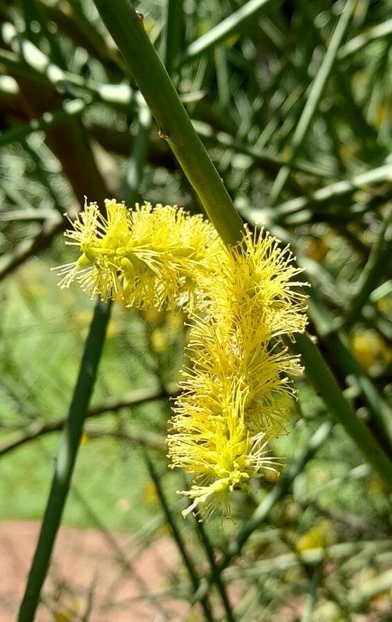 Prosopis kuntzei flower