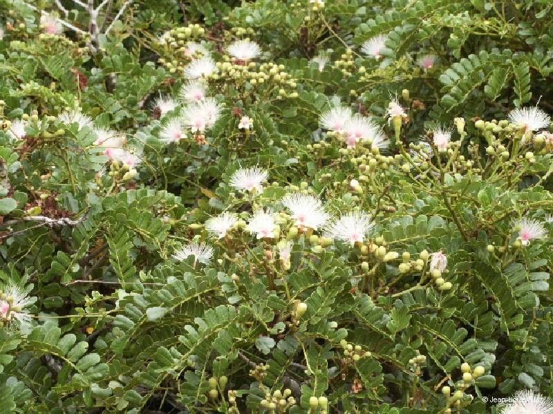 Serianthes margaretiae habit