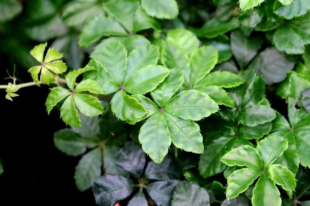 Clematicissus striata — houseplant care guide