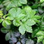 Clematicissus striata