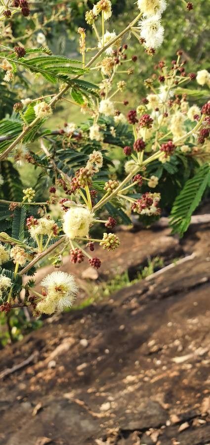 Acacia brevispica flower
