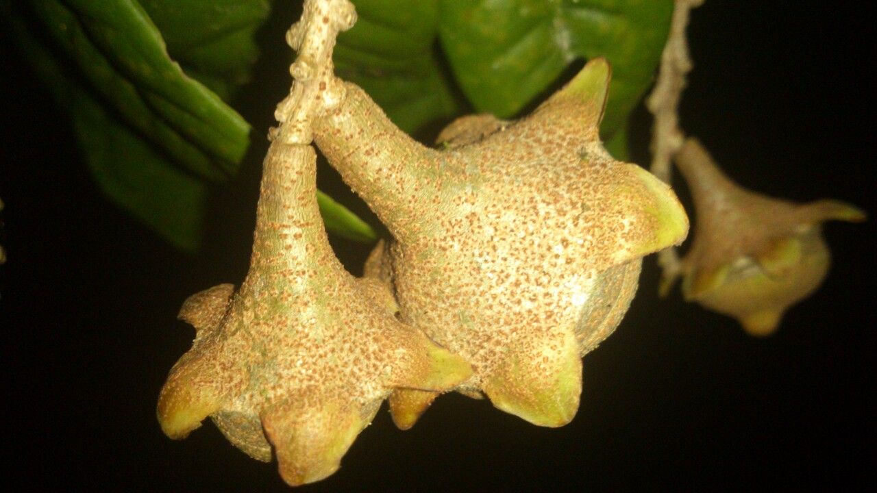 Eschweilera costaricensis fruit