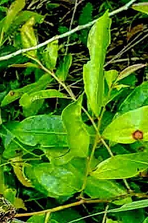 Glochidion billardierei — related species from the same genus