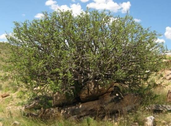 Commiphora dinteri habit
