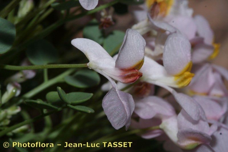 Sarcocapnos crassifolia flower
