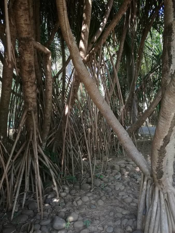 Pandanus furcatus habit