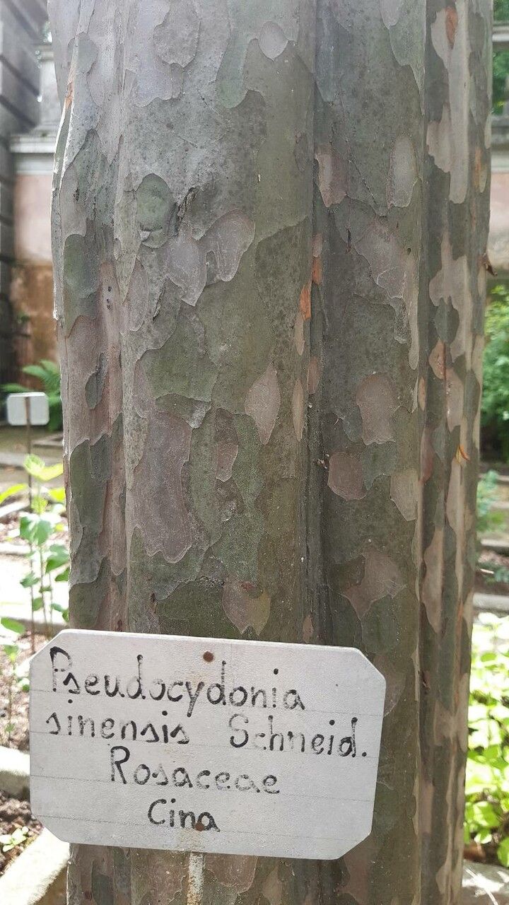 Pseudocydonia sinensis bark