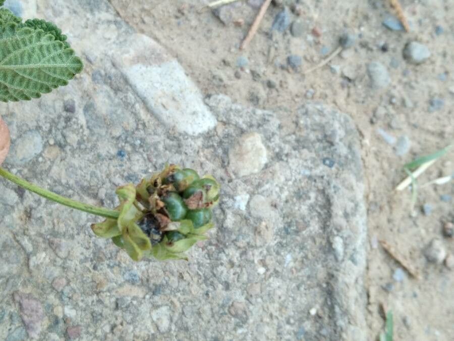 Lantana achyranthifolia fruit