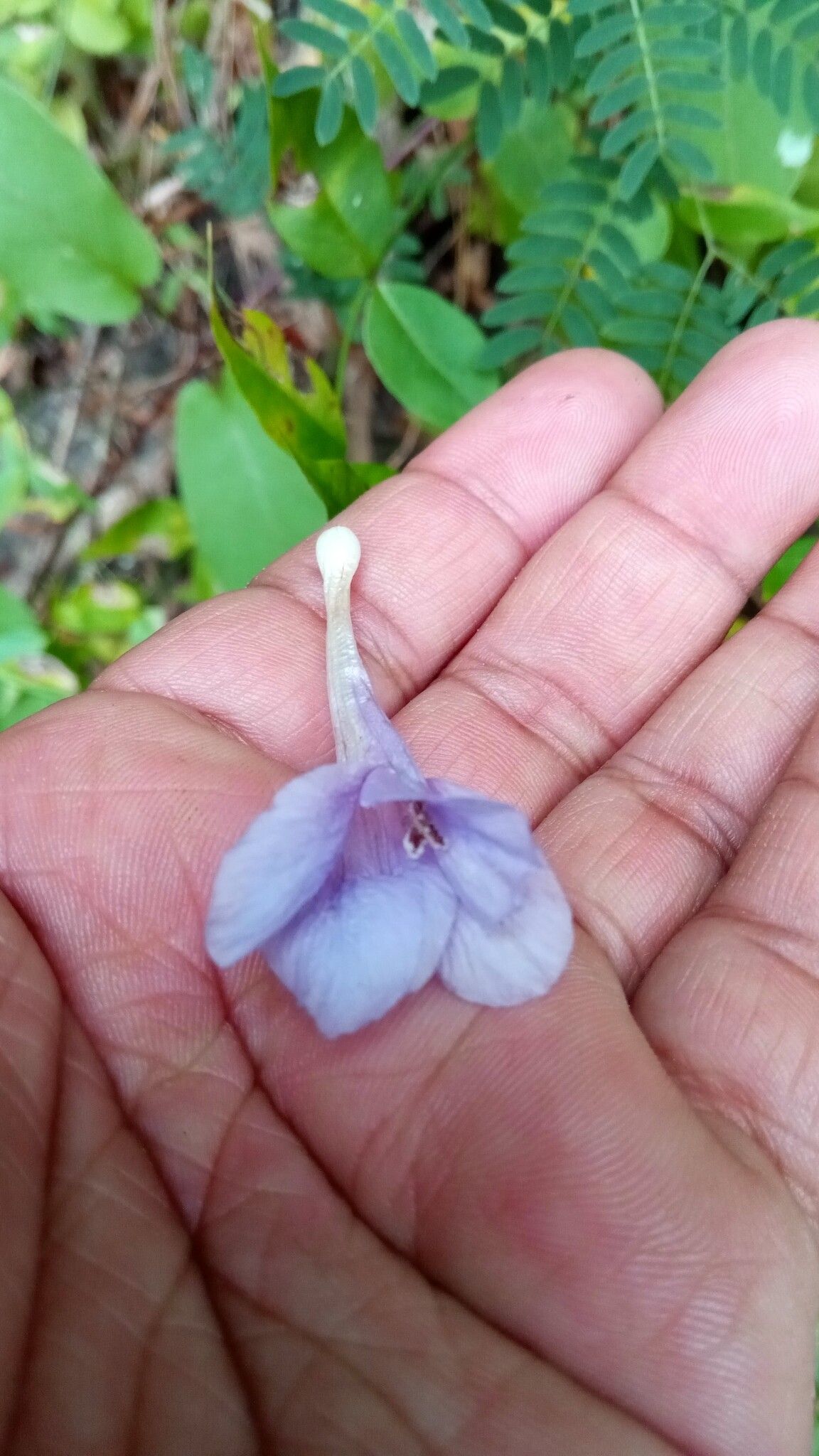 Barleria microcalyx flower