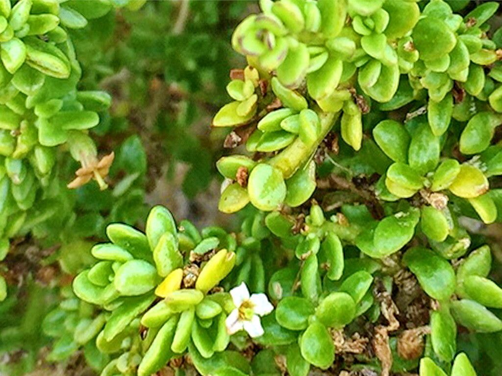 Lycium tetrandrum — search result for 'Lycium'