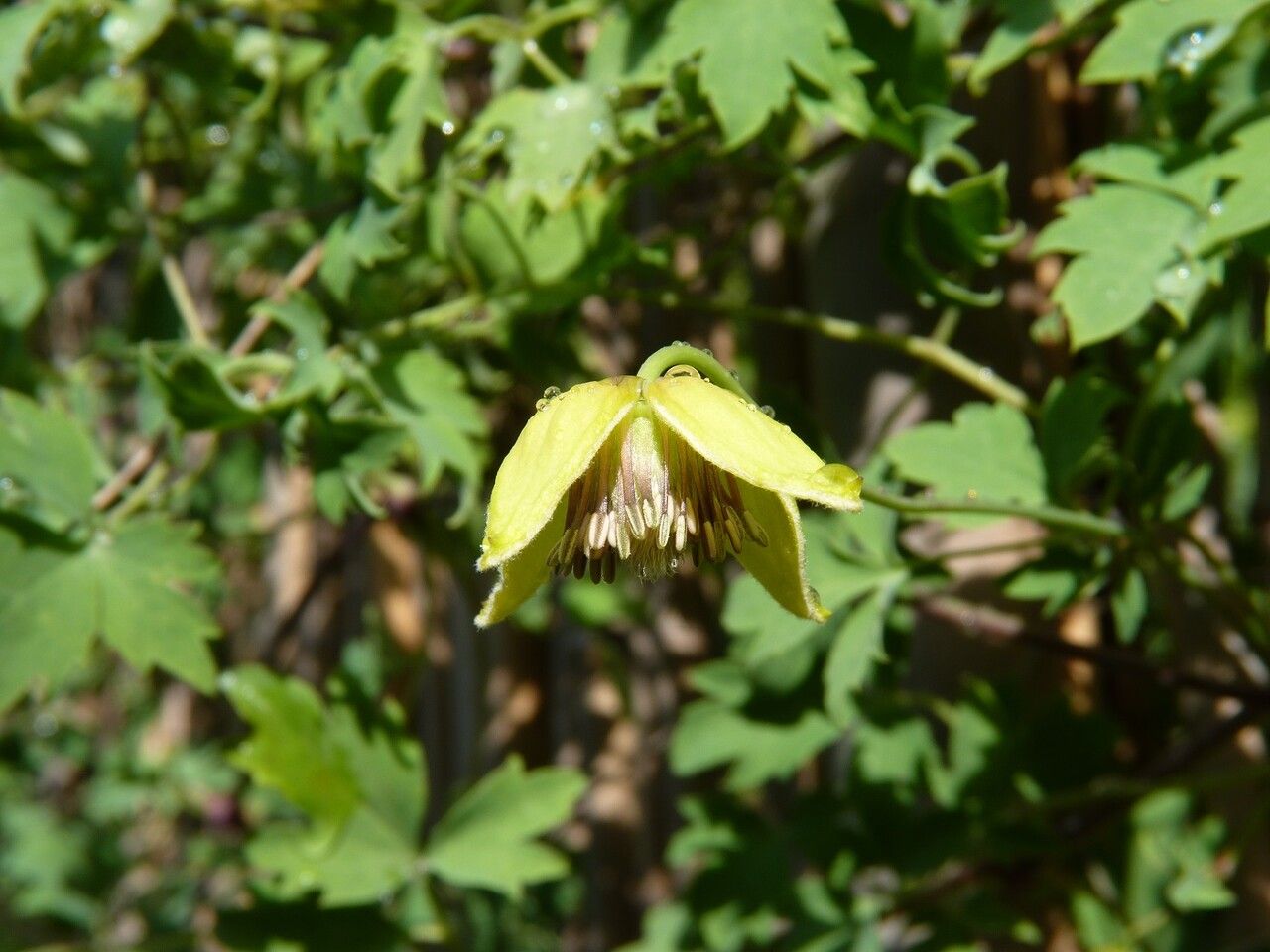 Clematis orientalis flower
