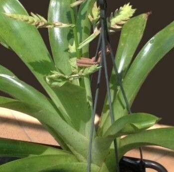 Racinaea venusta habit