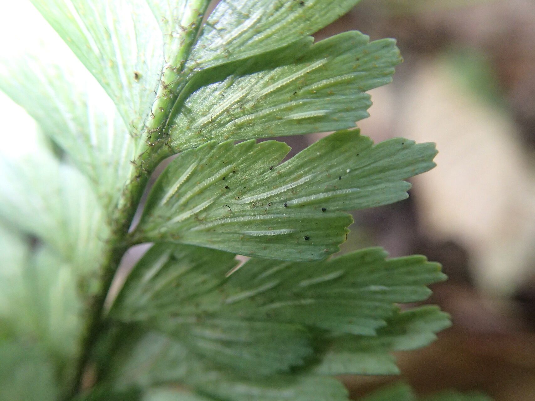 Asplenium buettneri — houseplant care guide