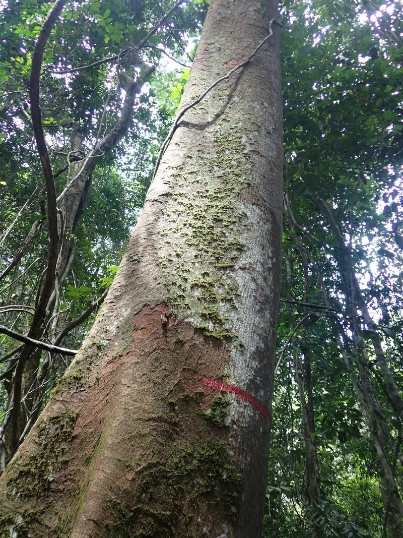 Parkia bicolor bark