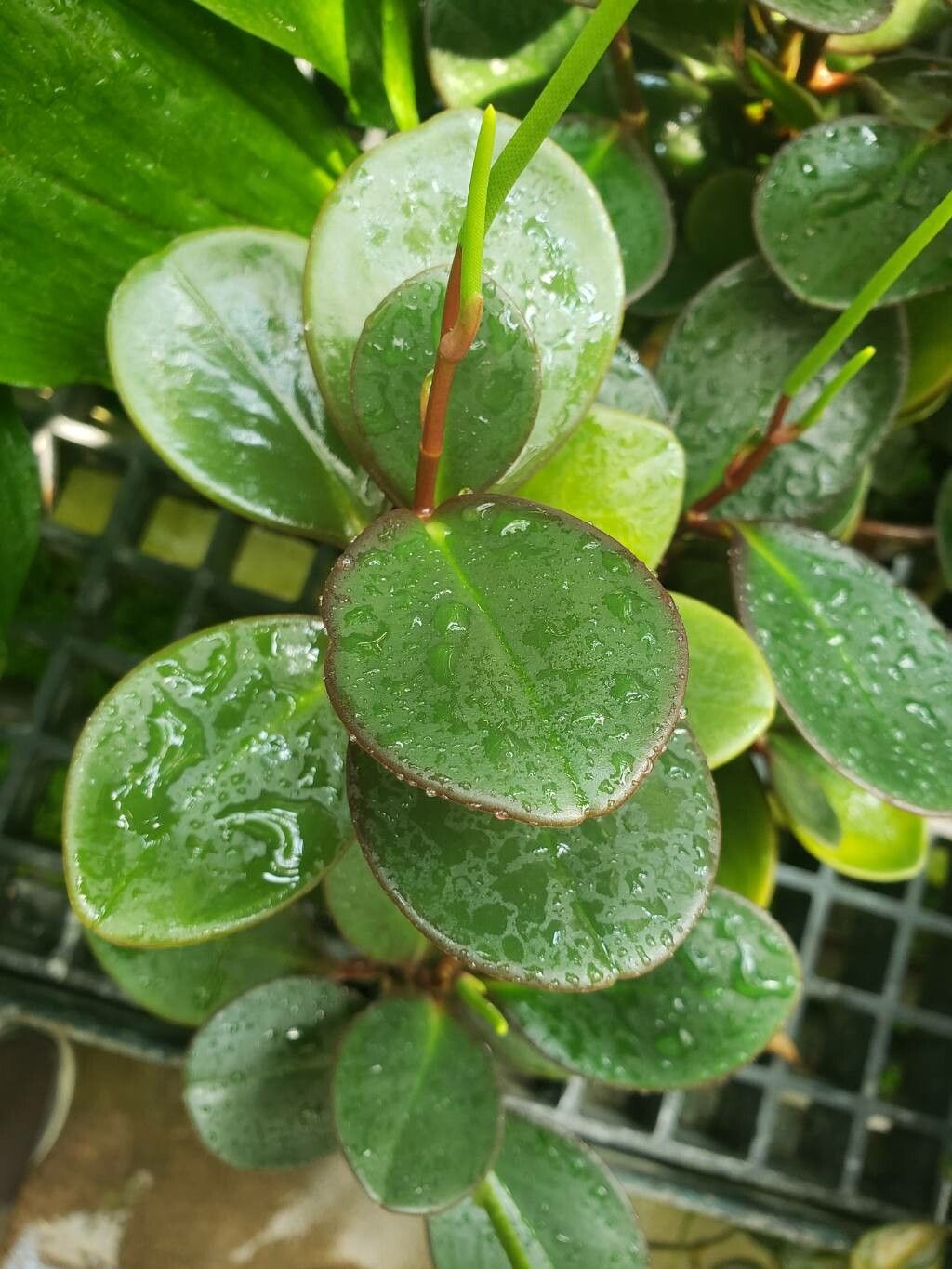 Peperomia magnifoliiflora — houseplant care guide