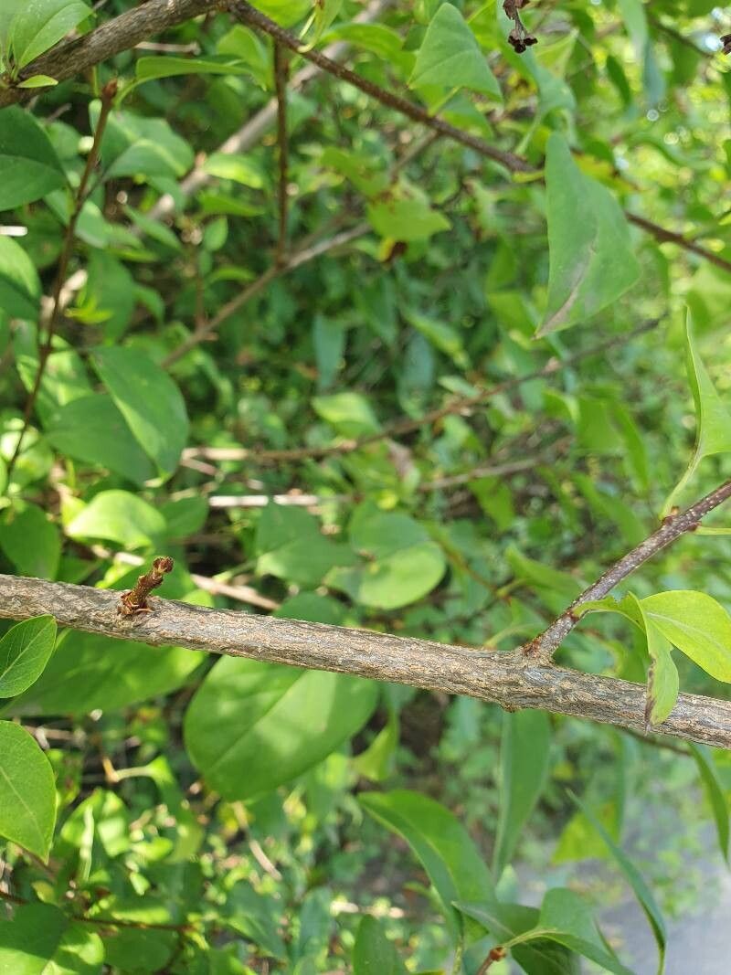 Syringa × chinensis bark