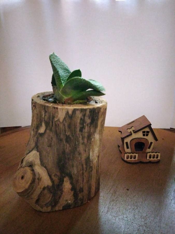 Gasteria pillansii flower