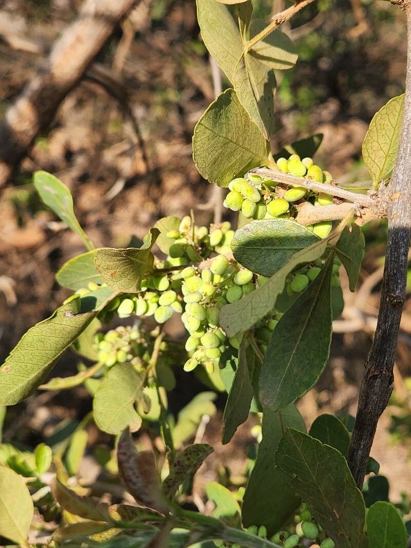Searsia crenulata fruit