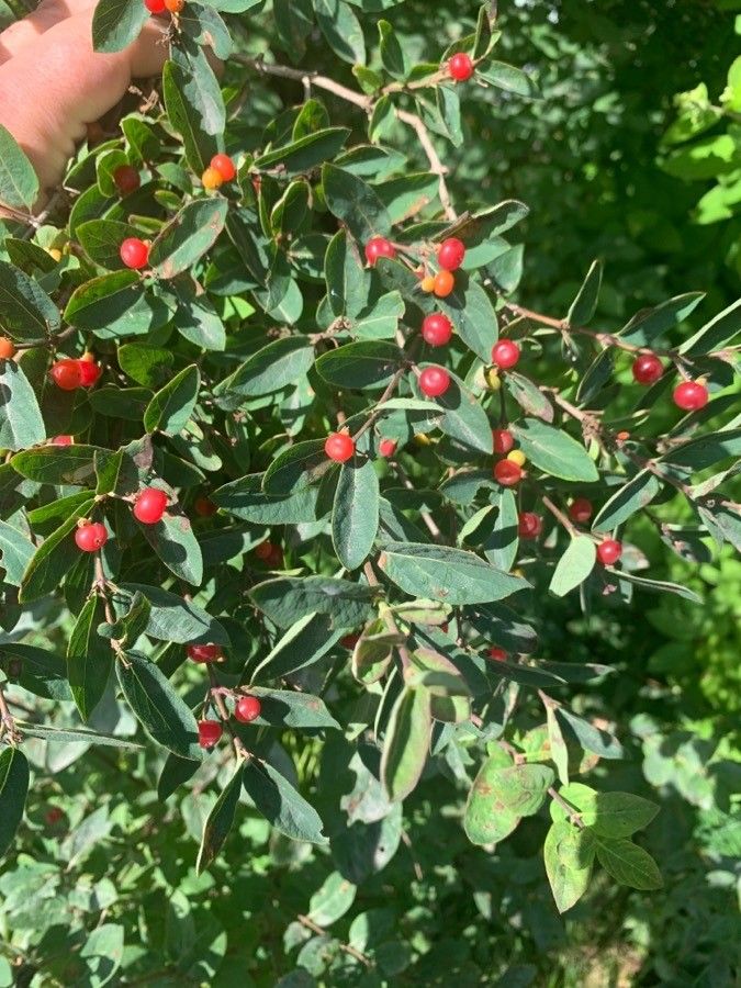 Lonicera villosa fruit
