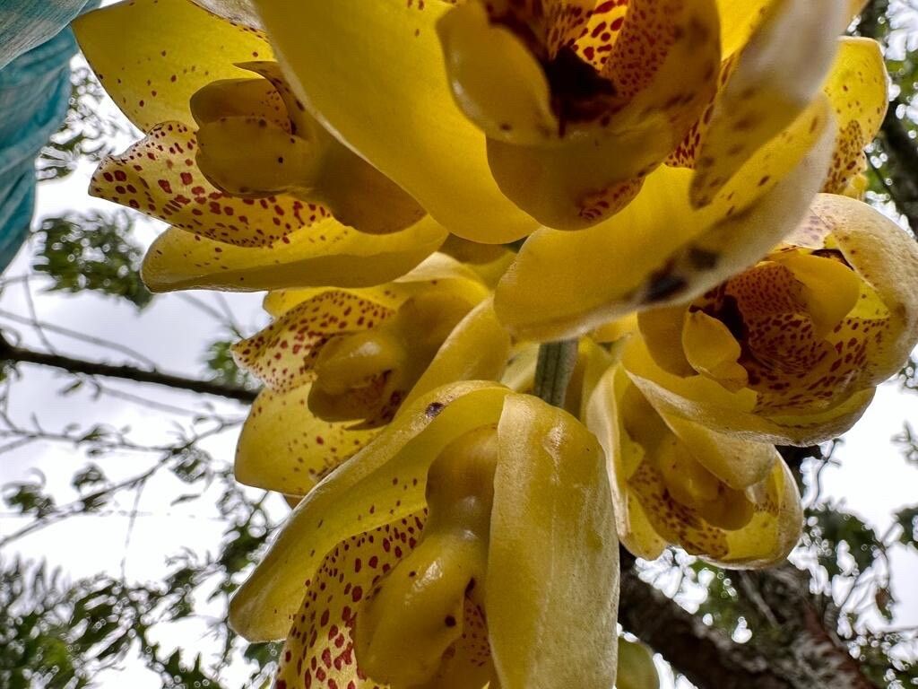 Acineta densa flower