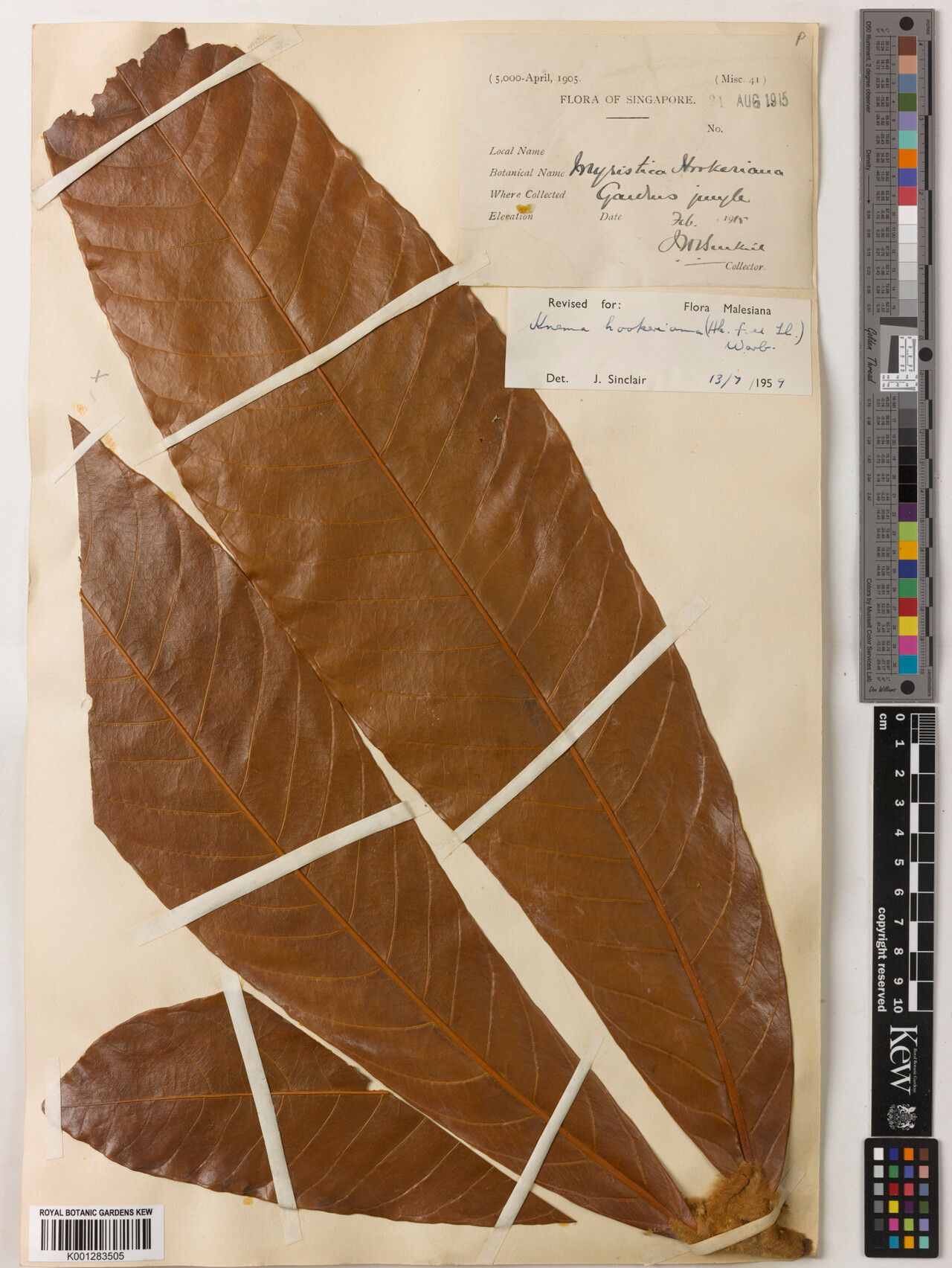 Knema hookeriana leaf