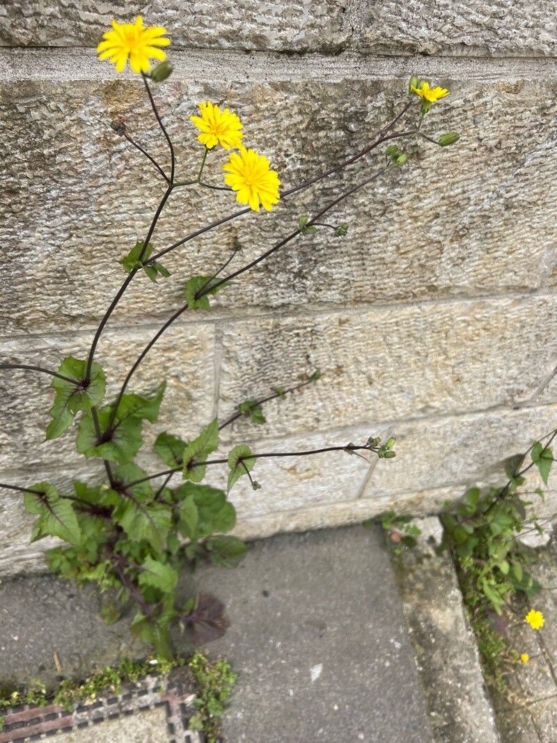 Crepis palaestina habit