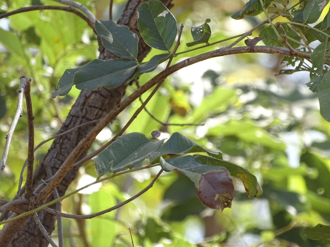 Pterocarpus erinaceus — search result for 'Mali'