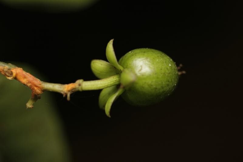 Vismia cayennensis fruit