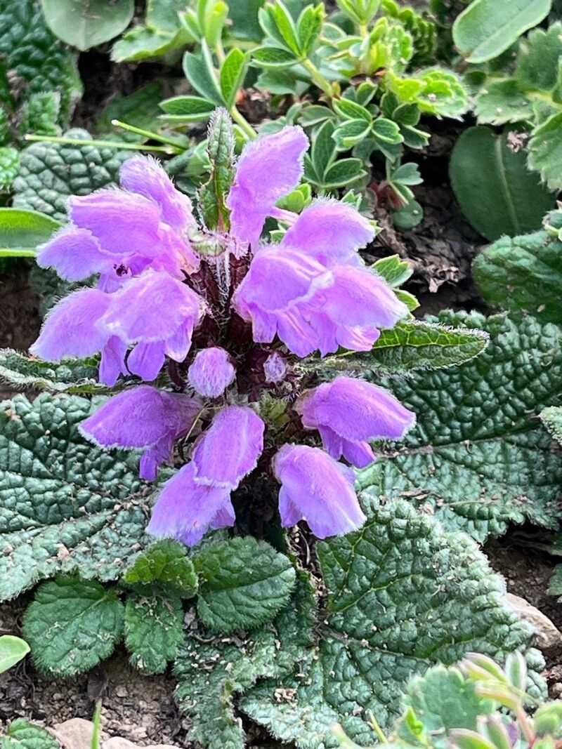 Phlomoides bracteosa — related species from the same genus