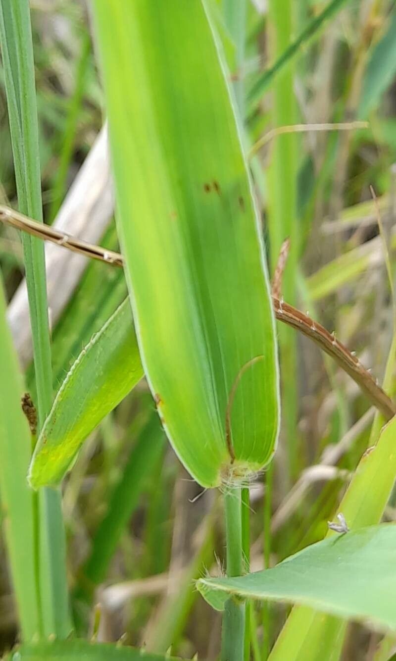 Paspalum malacophyllum — search result for 'Paspalum'