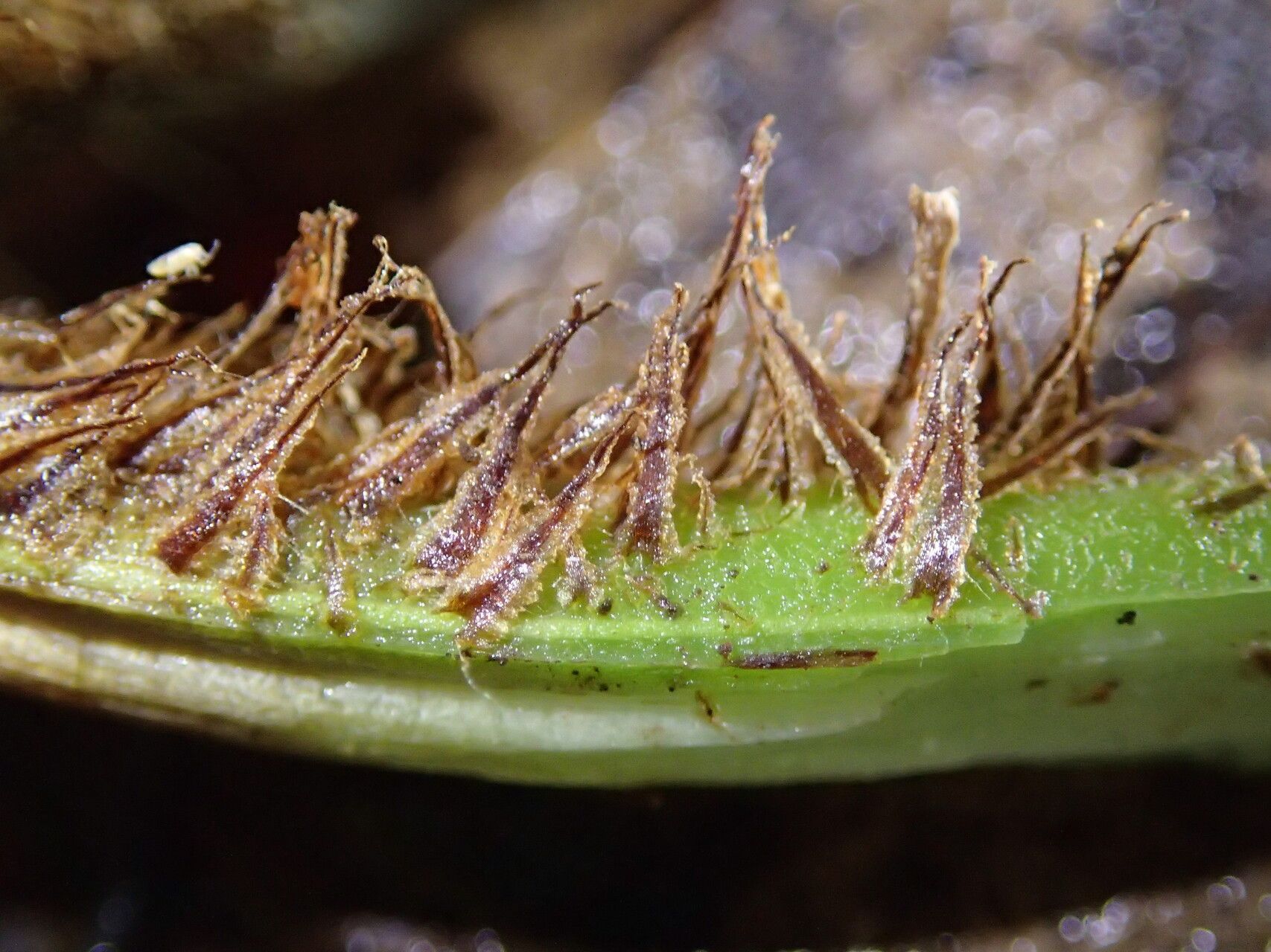 Pteris preussii leaf