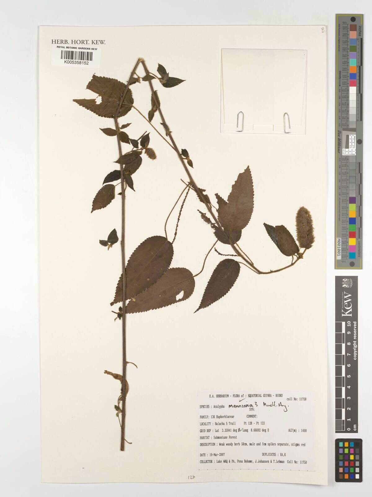 Acalypha manniana — houseplant care guide