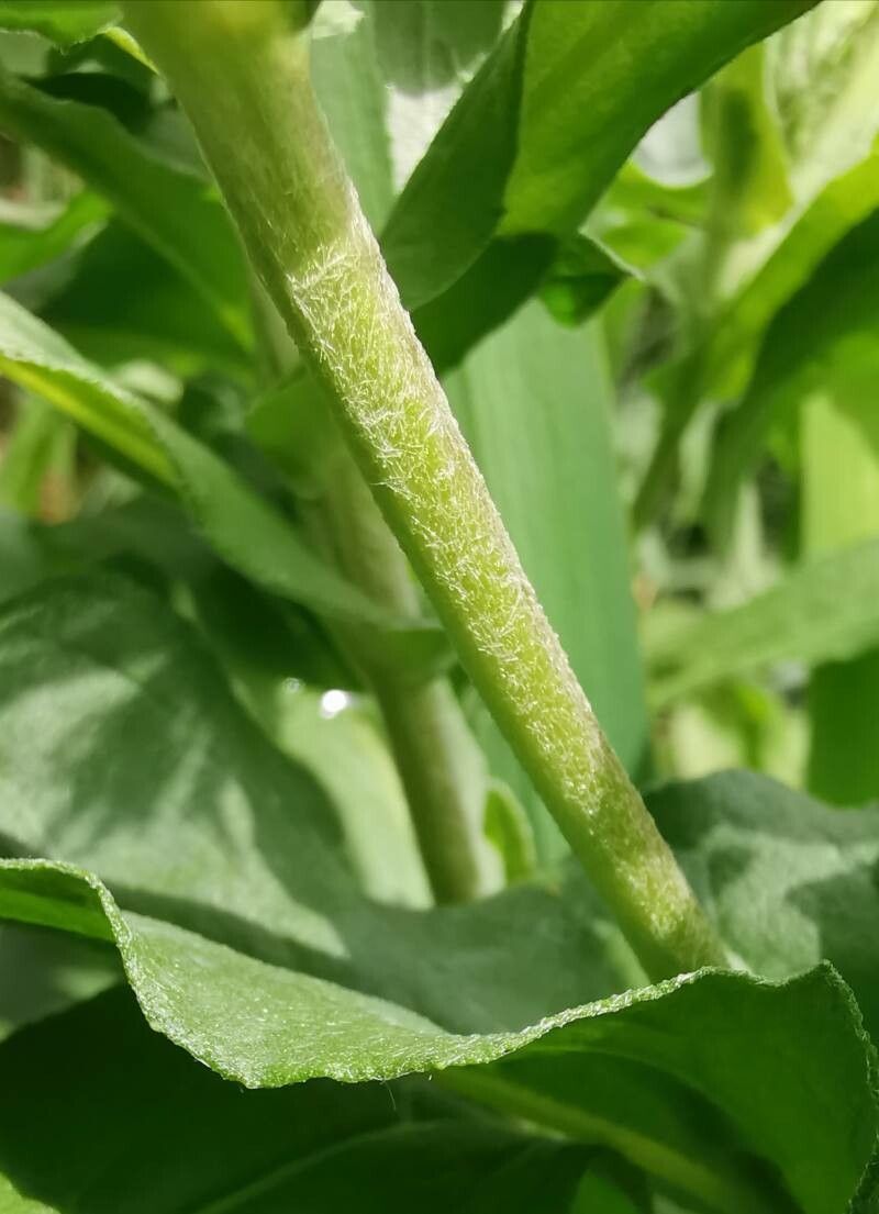 Inula britannica bark