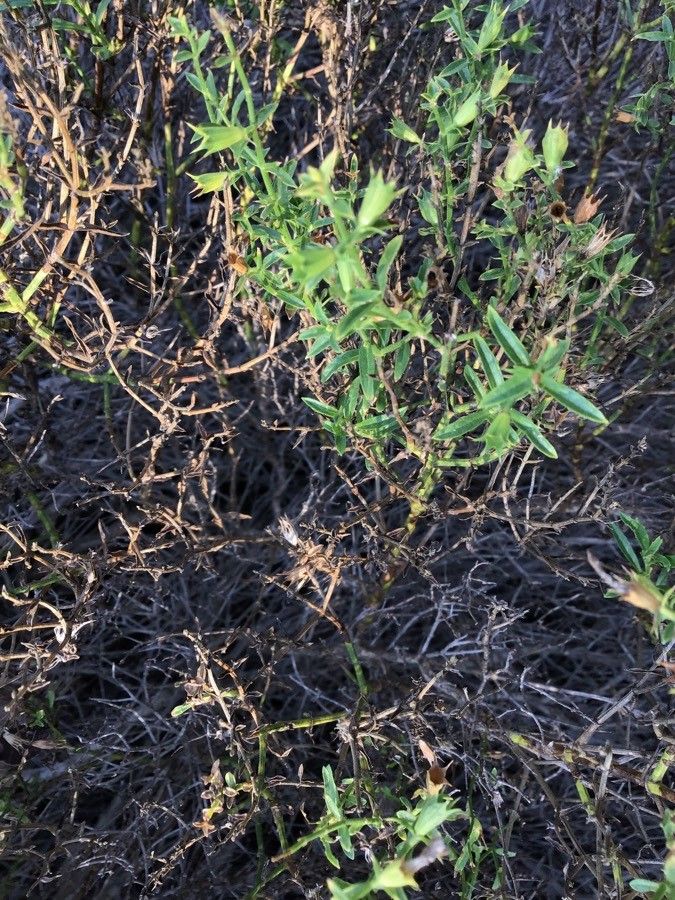 Stachys glutinosa leaf