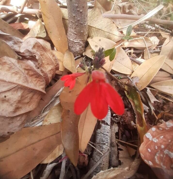 Ruellia angustior — search result for 'Ruellia'