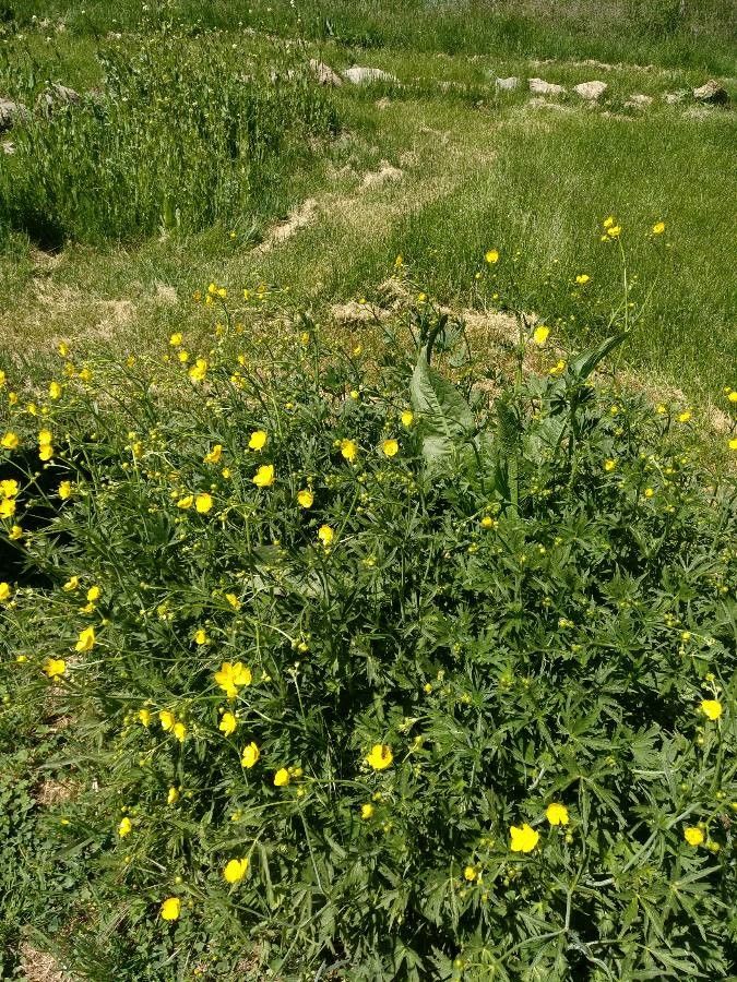 Ranunculus granatensis habit