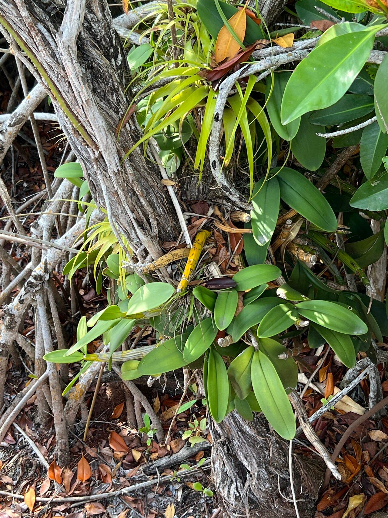 Myrmecophila christinae habit