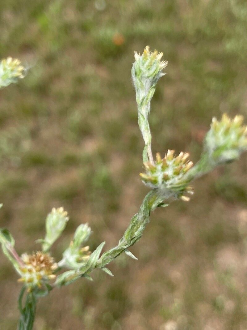 Filago arvensis fruit