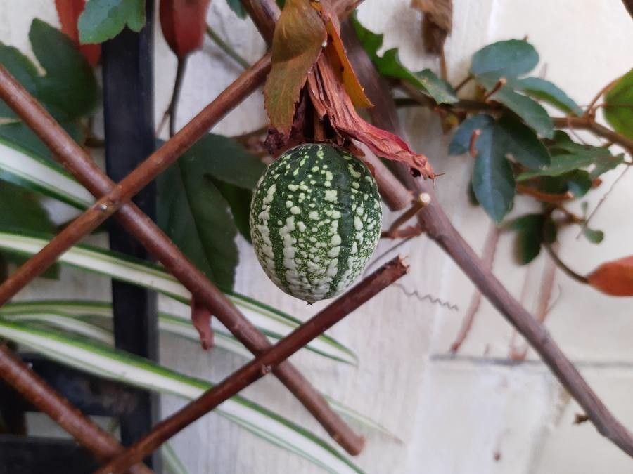 Passiflora vitifolia fruit